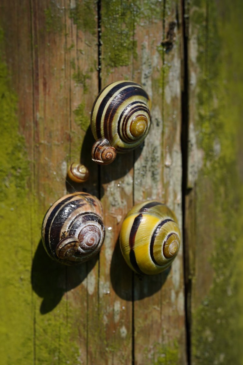 snails