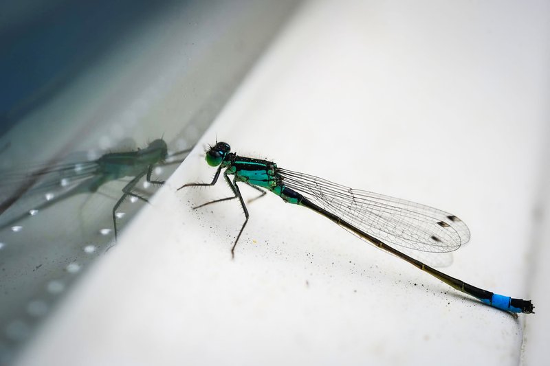 dragonfly reflecting