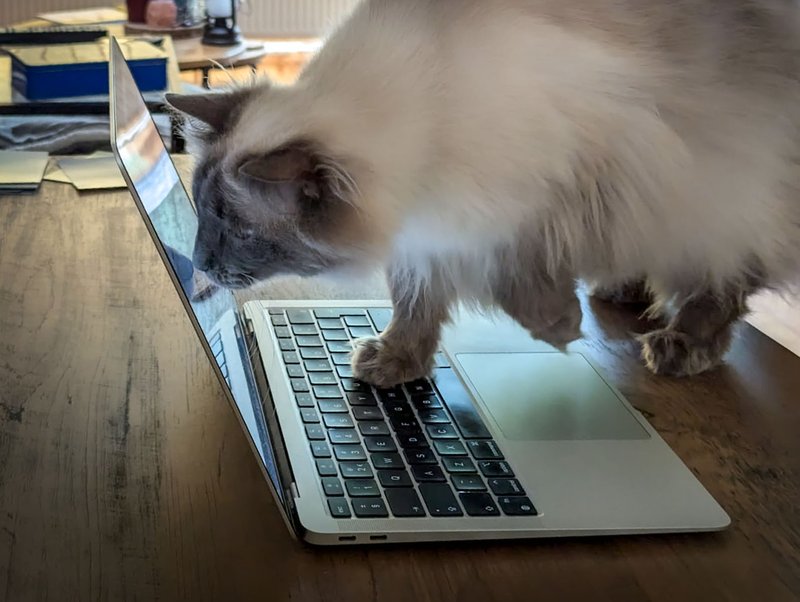 cat laptop